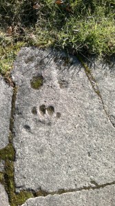 Best Poems Stevie Smith