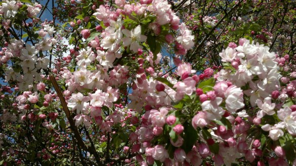 041220141136 Flowering Japanese Crabapple 1