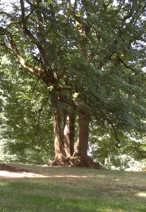 Tree at top of park.