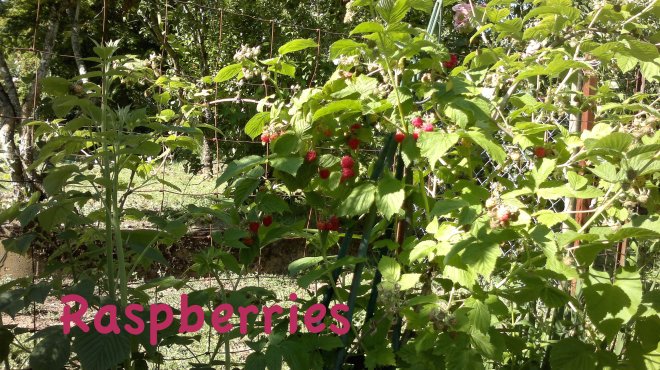 Raspberries